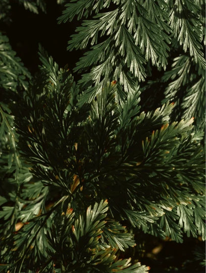 Smoky Green Vetiver Gloss Shampoo #9320